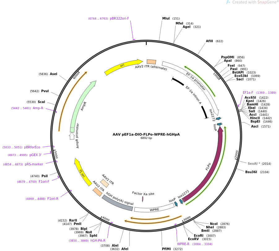 AAV pEF1a-DIO-FLPo-WPRE-hGHpA质粒图谱